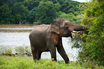 Fototapeta premium elephant by the water
