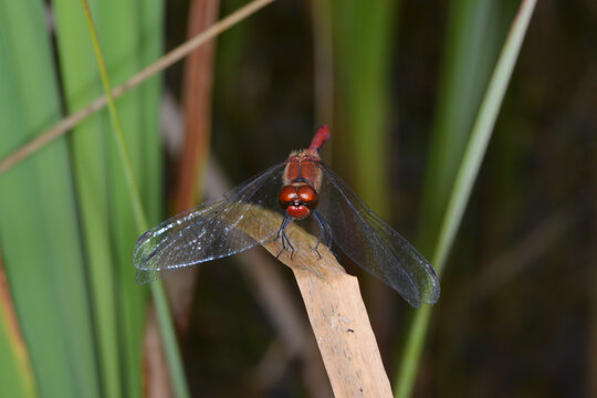 Blutrote Heidelibelle, Sympetrum sanguineum