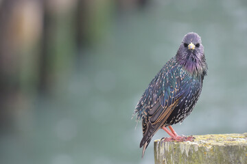 Obraz premium Common starling bird looking at camera
