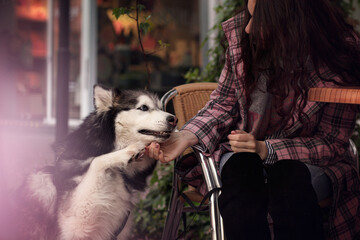 Siberian Husky Offering Its Paw to Its Owner in a Cozy Café, Surrounded by Soft Tones and Warm Atmosphere © Kateryna