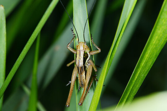 Gemeine Strauchschrecke,  Pholidoptera griseoaptera