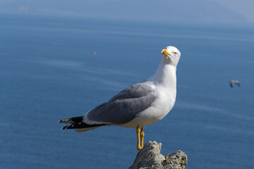 Fototapeta premium The seagull on a rock