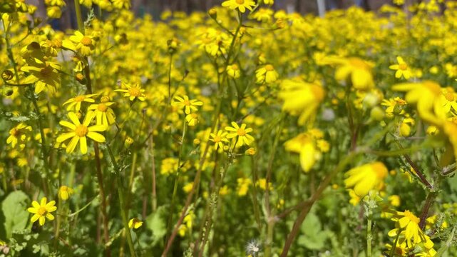Yellow daisy. Yellow daisy in field