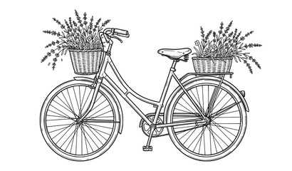 Retro bicycle with lavender flower baskets hand drawn line art summer postcard vector © Nirob