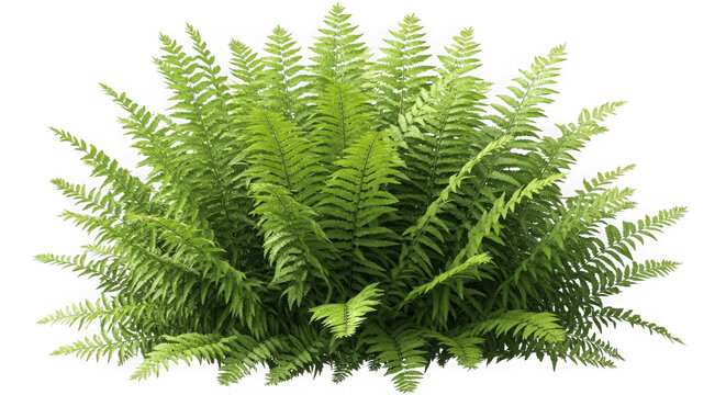 Lush green juniper bush with vibrant needle-like foliage