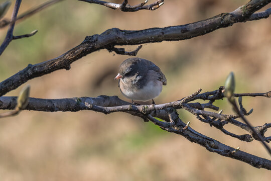 Dark-eyed junco perched in a bare tree.