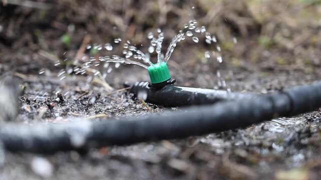 Water drops coming out of a dripper of an automatic irrigation system running in a garden