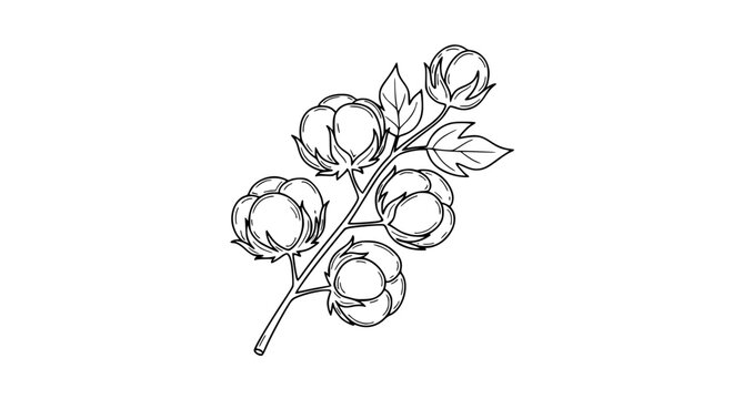 Cotton flower line icon vector doodle sketch of natural organic cotton plant illustration