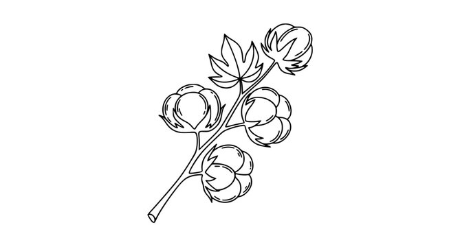 Natural cotton flower outline icon vector in doodle sketch style organic plant illustration