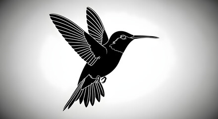Fototapeta premium Black and white hummingbird in flight