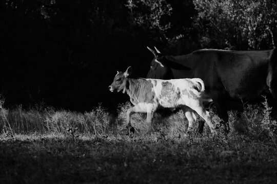 Calf with cow in low key lighting black and white walking through farm field closeup, copy space on dark background.