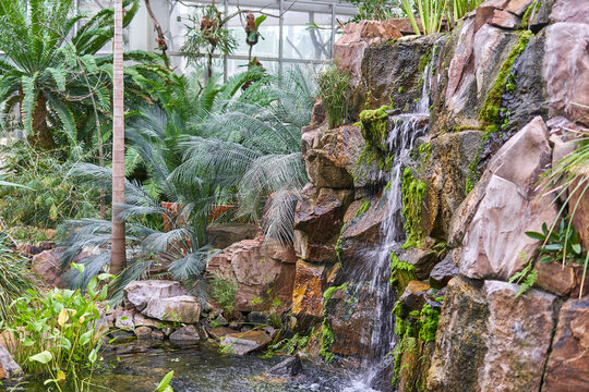 Tropical botanical plant in greenhouse setting