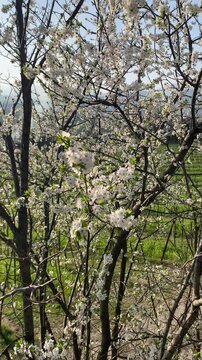 Albero con fiori bianchi in primavera