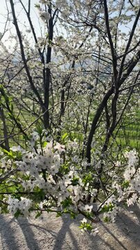 Albero con fiori bianchi in primavera
