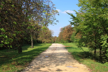 Fototapeta premium Forest road.