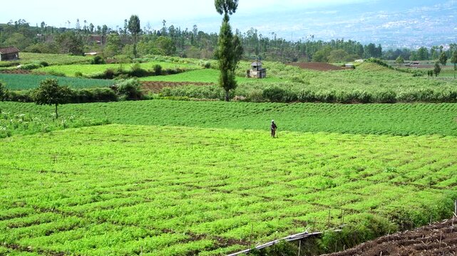 Panning shot of an Asian farmer watering green carrot vegetable crops in the terraced agricultural fields of Brakseng highlands, Malang, Southeast Asia on a sunny day.