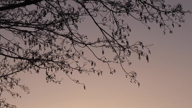 alder blossoms in spring at sunset