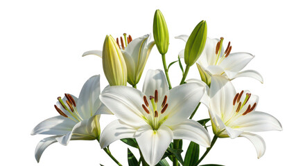 Fototapeta premium A cluster of white lilies with vibrant orange stamens on transparent background