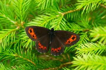 Weißbindiger Mohrenfalter (Erebia ligea) auf einer Fichte © Karin Jähne