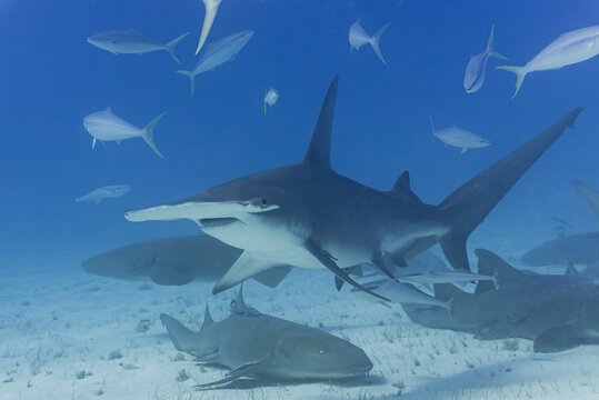 Hammerhead shark swimming over sandy ocean floor with nurse sharks and reef fish