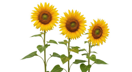 Obraz premium Three vibrant sunflowers with green stems and leaves on transparent background