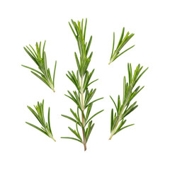 Obraz premium vibrant green rosemary sprigs and scattered textured leaves, macro top-down flat lay view on transparent studio background with copy space, concept for commercial product photography