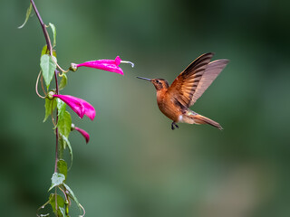 Fototapeta premium Shining Sunbeam Hummingbird Hovering Near Pink Flowers in Andes