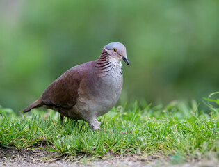 Obraz premium White-throated Quail-Dove Foraging on Grass in Natural Habitat