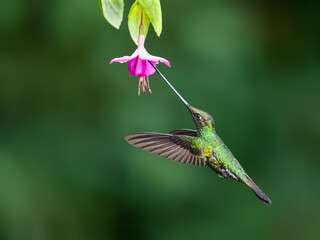 Fototapeta premium Sword-billed Hummingbird Feeding from Pink Fuchsia Flower in Rainforest