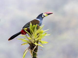 Fototapeta premium Gray-breasted Mountain-Toucan Perched on Mossy Branch in Cloud Forest