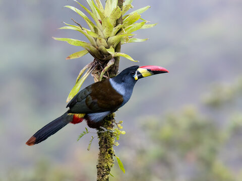 Gray-breasted Mountain-Toucan Perched on Mossy Branch in Cloud Forest