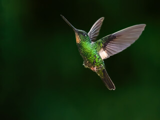 Fototapeta premium Black-throated Mango Hummingbird Hovering In Tropical Forest