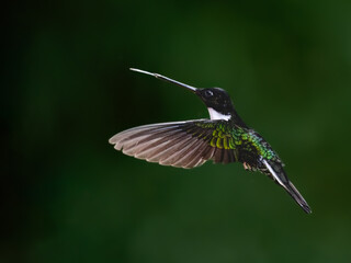 Fototapeta premium Adult Collared Inca Hummingbird Hovering on Green Background