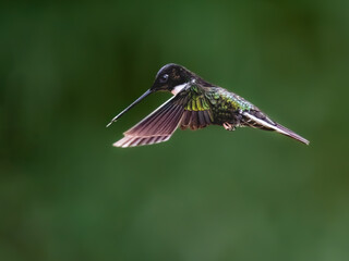 Fototapeta premium Adult Collared Inca Hummingbird Hovering on Green Background