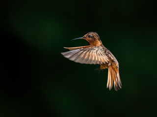 Obraz premium Shining Sunbeam Hummingbird Hovering in Mid-Air Against Blurred Green Background