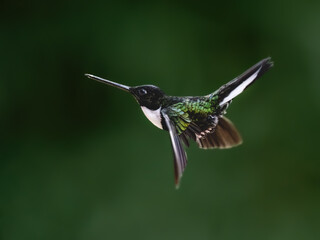 Obraz premium Adult Collared Inca Hummingbird Hovering on Green Background
