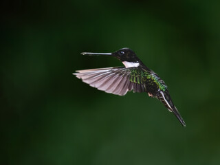 Fototapeta premium Adult Collared Inca Hummingbird Hovering on Green Background