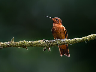 Fototapeta premium Shining Sunbeam Hummingbird Perched on Mossy Branch in Highlands