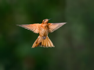 Fototapeta premium Shining Sunbeam Hummingbird Hovering With Wings Spread on Green Background
