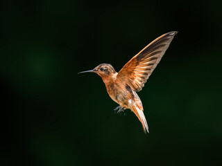 Fototapeta premium Shining Sunbeam Hummingbird Hovering in Mid-Air Against Blurred Green Background