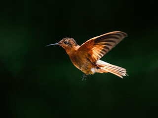 Obraz premium Shining Sunbeam Hummingbird Hovering in Mid-Air Against Blurred Green Background