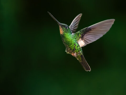 Black-throated Mango Hummingbird Hovering In Tropical Forest