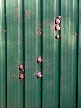 Garden snails on a green metal shed wall