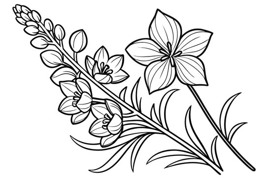 coloring page line art the delphinium flower black vector