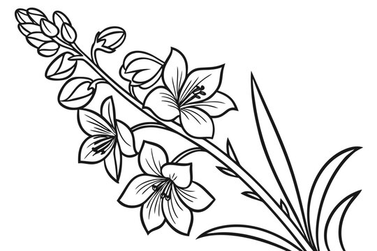 coloring page line art the delphinium flower black vector