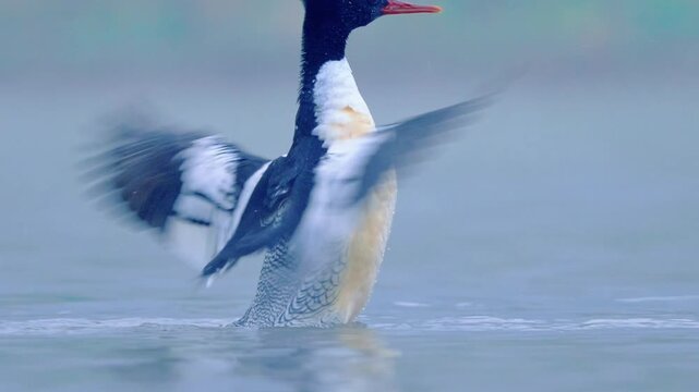 Red Breasted Merganser Flapping Wings on Calm Misty Water
