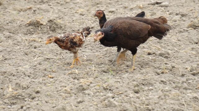 Domestic hens foraging on dry tilled soil in a farm field

