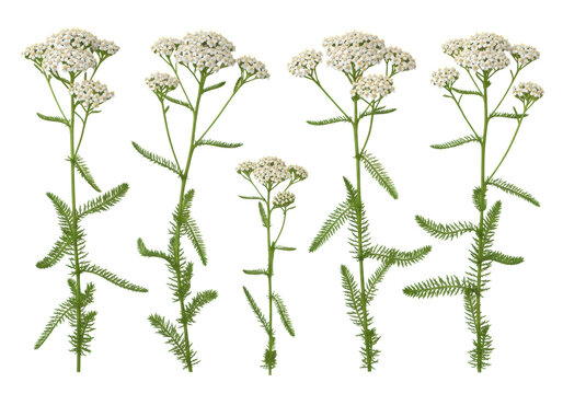 Ultra-realistic flat lay of yarrow (achillea millefolium) plants, detailed white flowers and green stems, isolated on a transparent background, concept of natural healing and botany