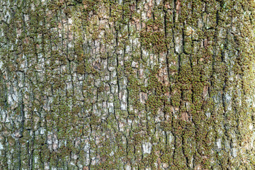 Obraz premium Close-up of rough tree bark covered with green moss creating a rich natural texture. Organic forest surface ideal for nature backgrounds, eco themes, design textures, and environmental concepts