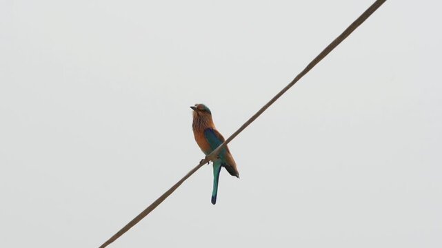 Indian roller bird perched on an electric wire against a cloudy sky
